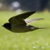 Swallow